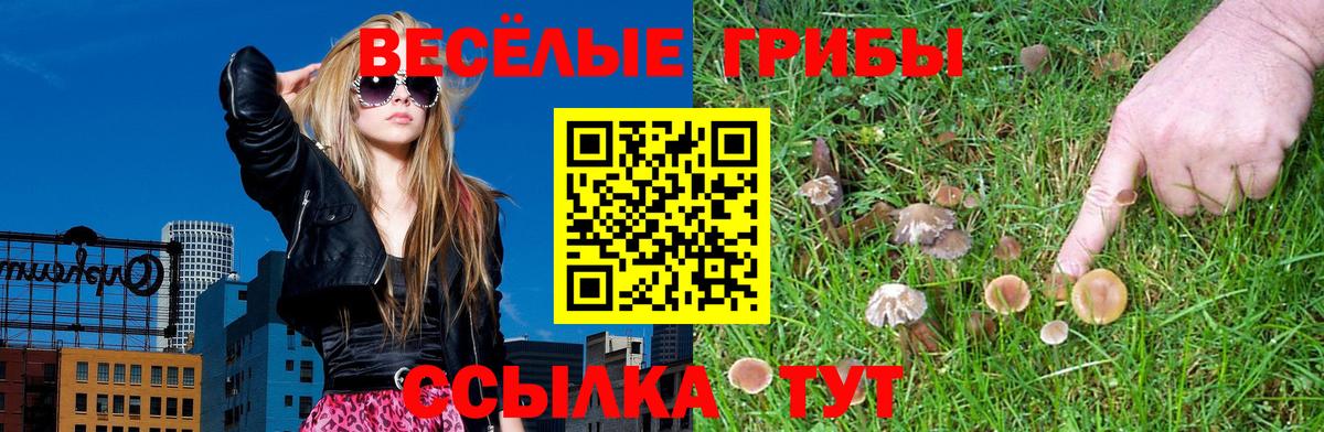 Псилоцибиновые грибы Psilocybine cubensis Чехов
